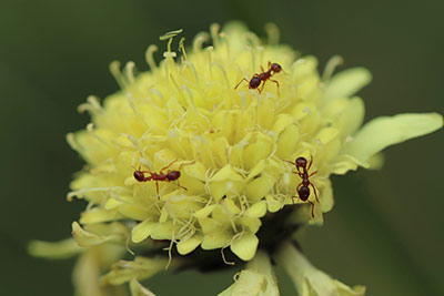 Zwalczenie mrówek w domu